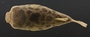 Tetraodon kretamensis 38 mmSL FMNH 51562 dorsal
